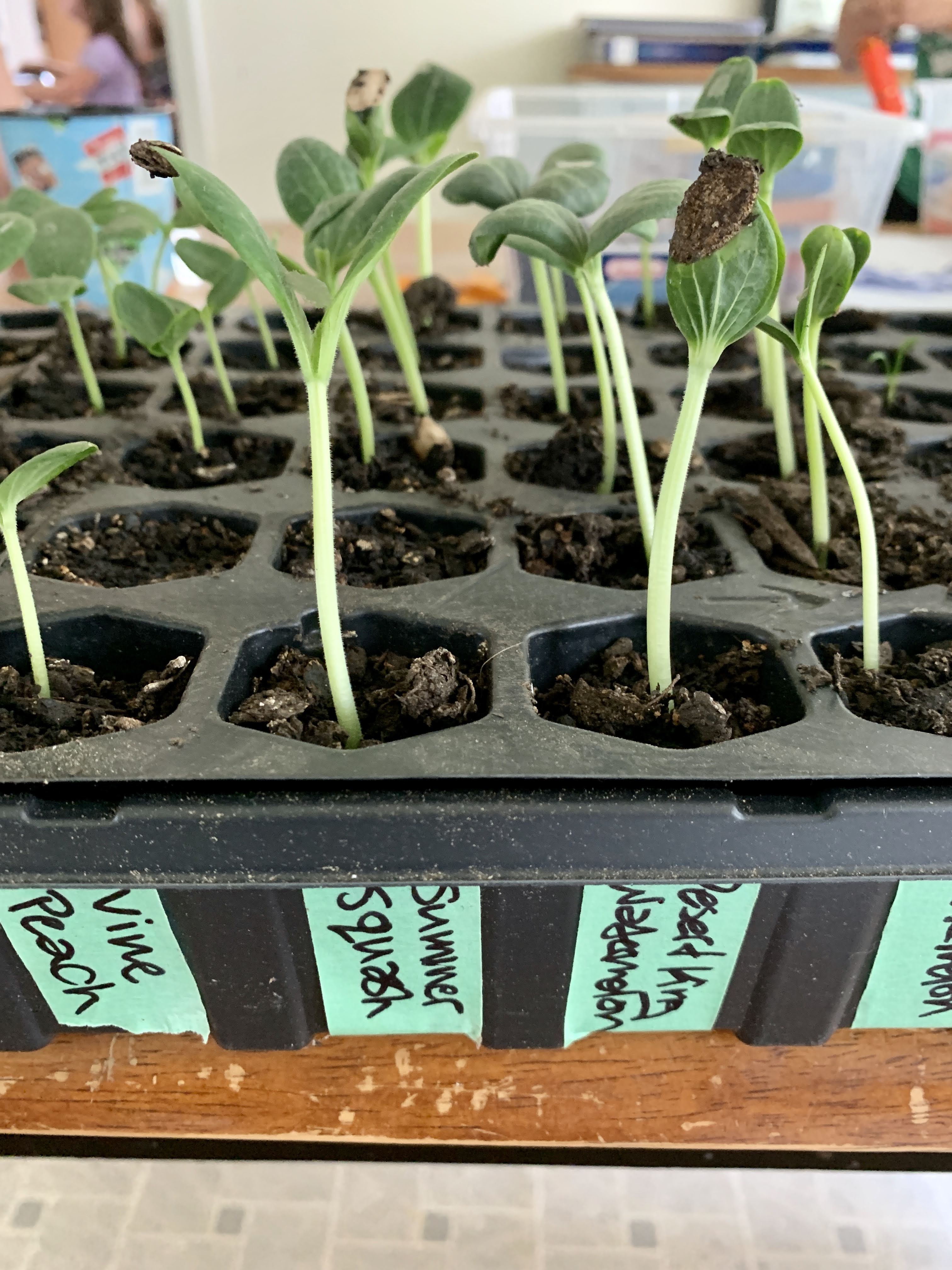 seedlings